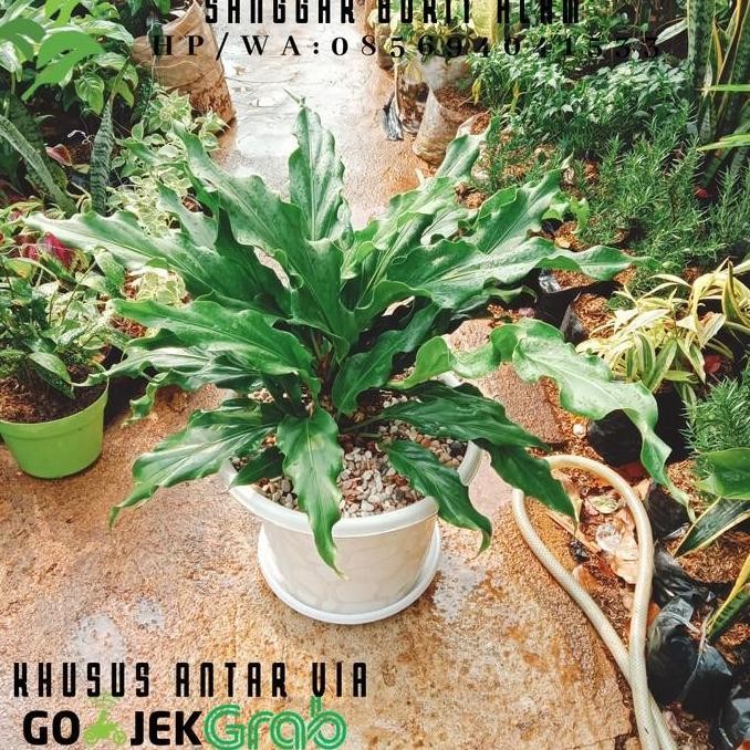 TANAMAN HIAS ANTHURIUM GELOMBANG CINTA + POT & TATAKAN JUMBO
