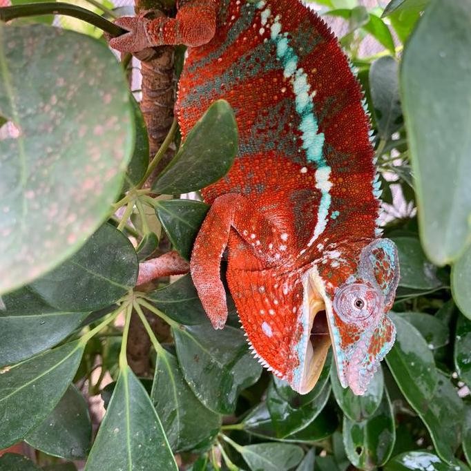 Panther chameleon ambilobe red body blue bar ( RB)