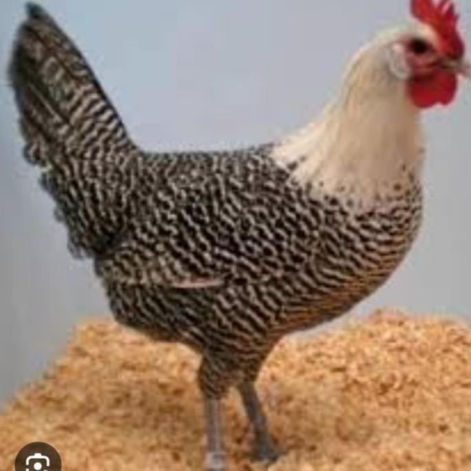 ayam arab betina sudah produksi telur usia 5-6bulan
