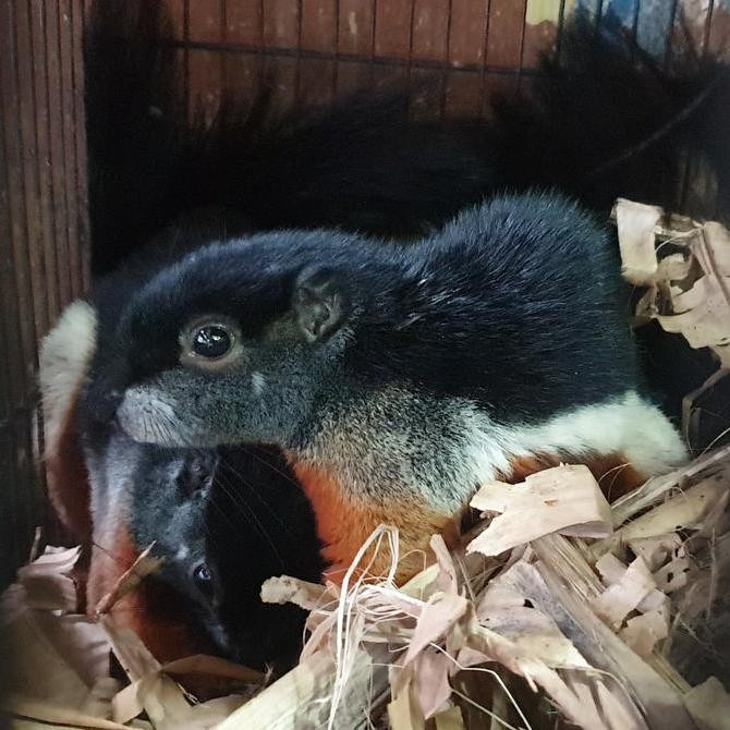 sepasang Tupai 3 warna | Bajing three collour