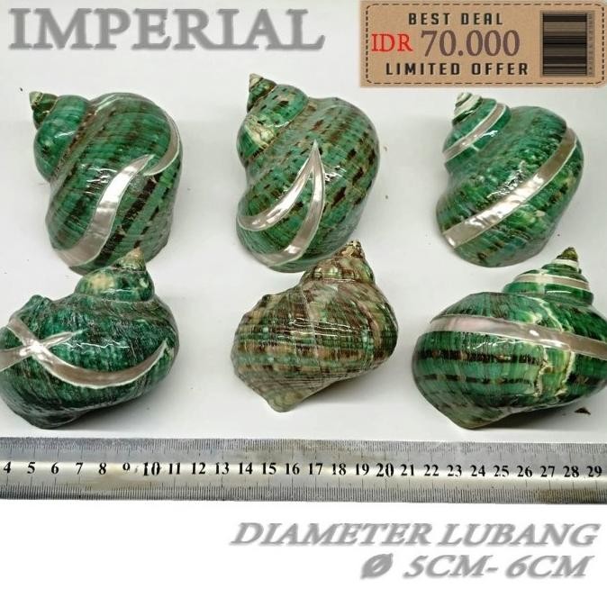 T Sarmaticus shell cangkang rumah kelomang umang hermit crab DiM
