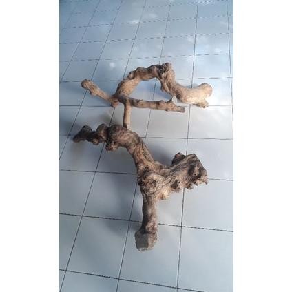 Tangkringan iguana kadal reptile ukuran jumbo DiM