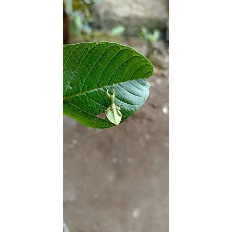 belalang daun phyllium Anak,  ukuran Sedang DiM