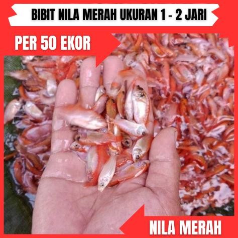bibit / benih ikan nila merah 1 - 2 jari per 50 ekor ( bibit ikan nila hidup )( khusus jasa kirim in