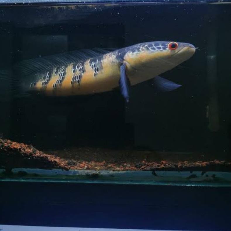 channa red barito DiM