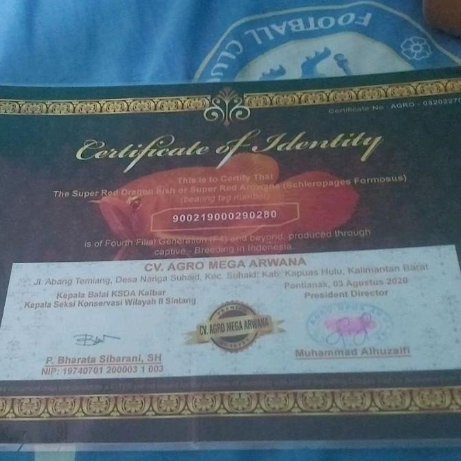 Sertifikat Arwana Super Red Asli Kapuas Hulu Terjamin DiM
