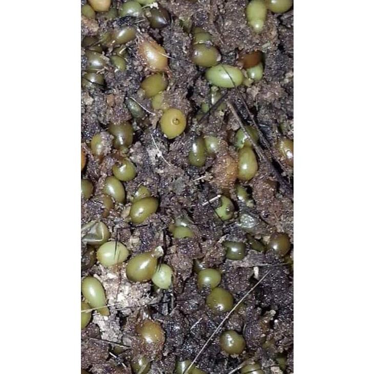 kokon telur cacing/cocoon/kokon lumbricus rubellus/ telur cacing lumbricus DiM