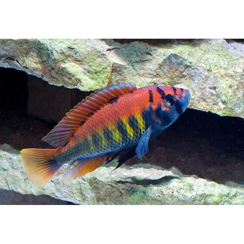 cichlid pundamilia nyererei 7-8cm DiM