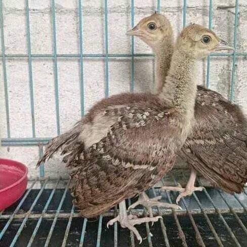 Bibit Merak Biru India Anakan Original Dan Terpercaya