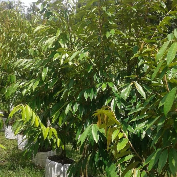 Central Bibit Unggul Dongkelan Musangking,Bawor,Duri Hitam Kaki 3 Original Dan Terpercaya