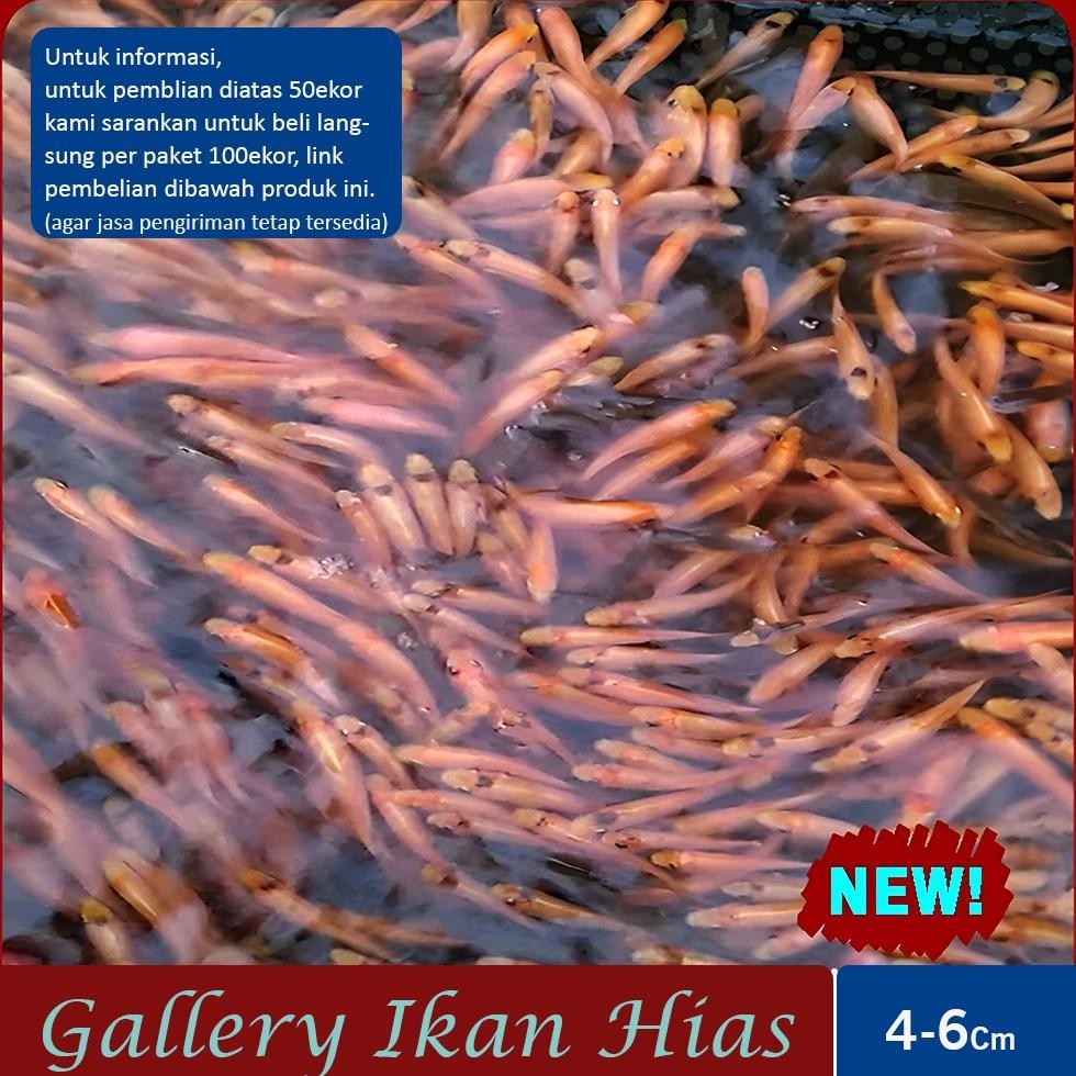 Paket 50ekor Ikan Terapi Kaki Terdekat Bogor - Nilem Lemon |Gallery Ikan Hias DiM