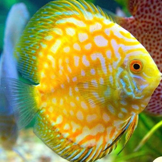 TERLARIS - discus golden pigeon / golden pigeon / golden checkerboard