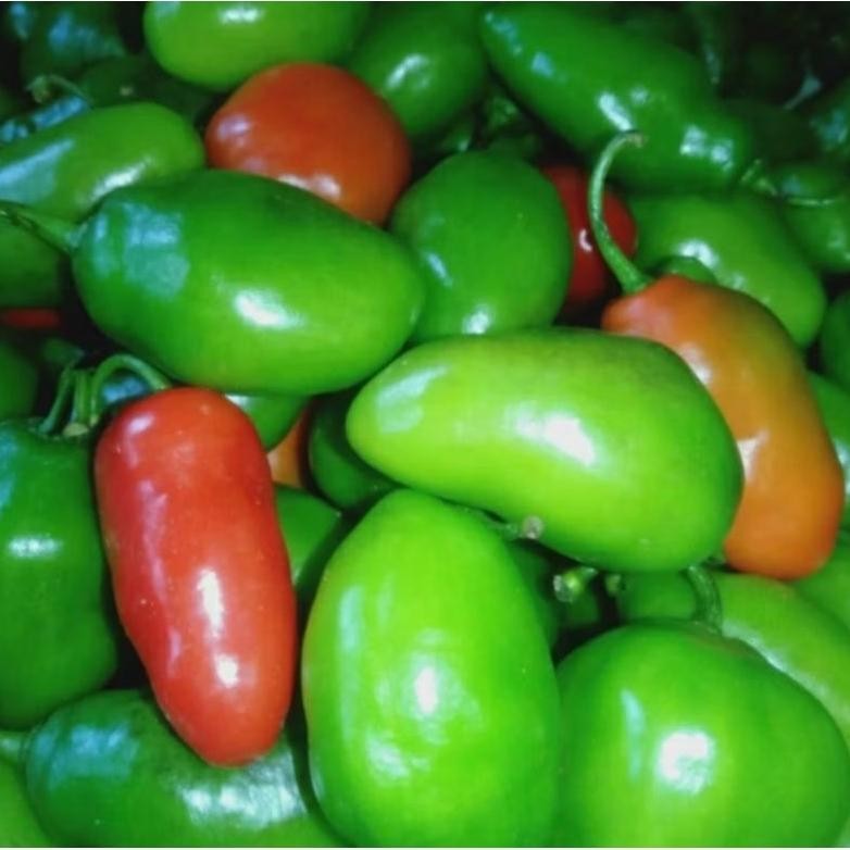 

Kenyamanan Pete Cabe Gendot || Pete Pata Termurah 10Papan