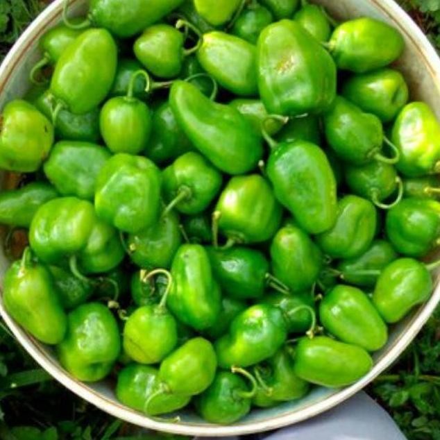 

Aman Terbaik Cabai Gendot Cabe Gendot Bandung 250Gr Fresh