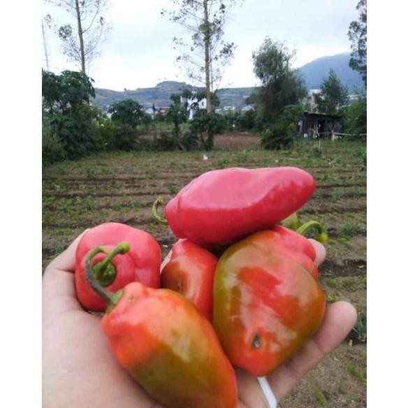 

Tangguh Cabe Gendot Organik Dieng 1 Kg (Harga Promo,Rusak Kami Ganti !)