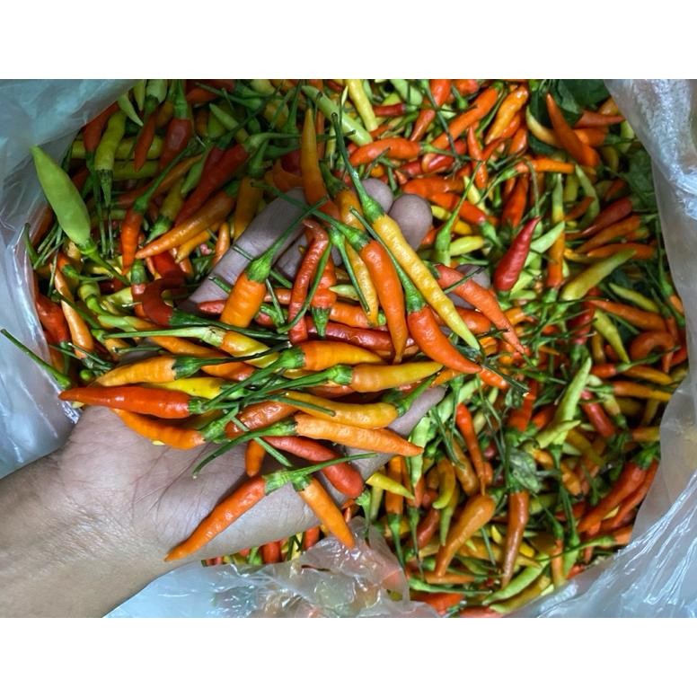 

New Arrival Cabe Rawit Ori Probolinggo 1Kg