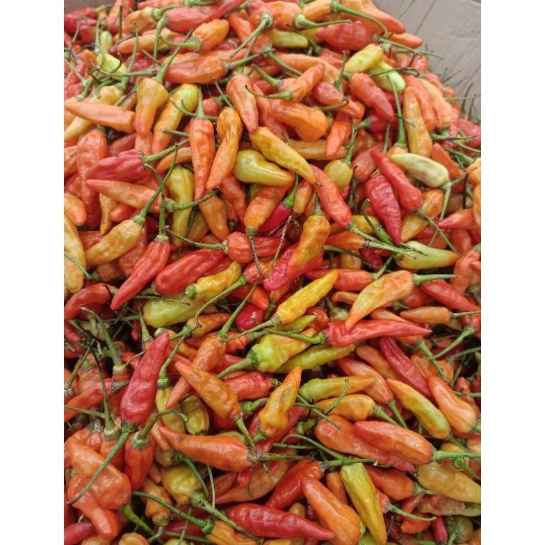 

Pilihan Tepat Cabe Rawit 1Kg Fresh Termurah !!!