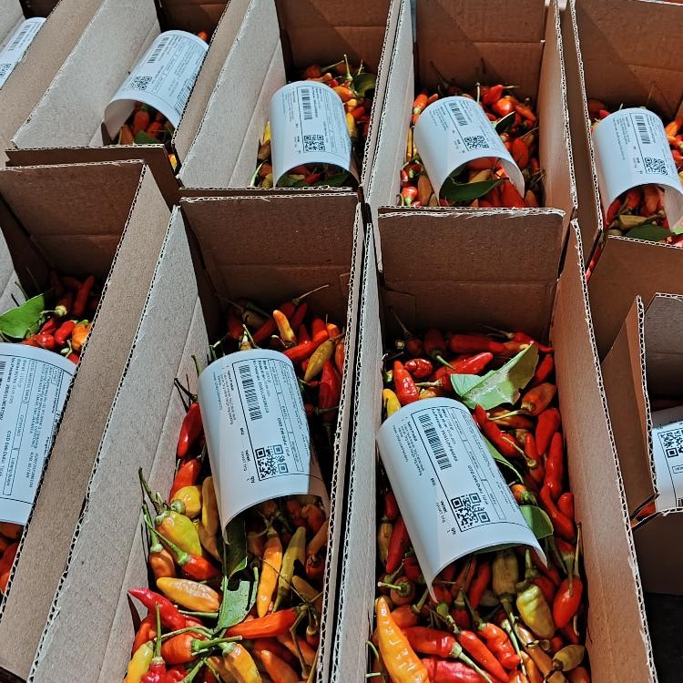 

Nikmati Cabe Rawit Merah 1Kg / Cabai Rawit Merah 1 Kg / Lombok Rawit Merah Fresh 1 Kg Cabe Rawit Setan Packing Kardus