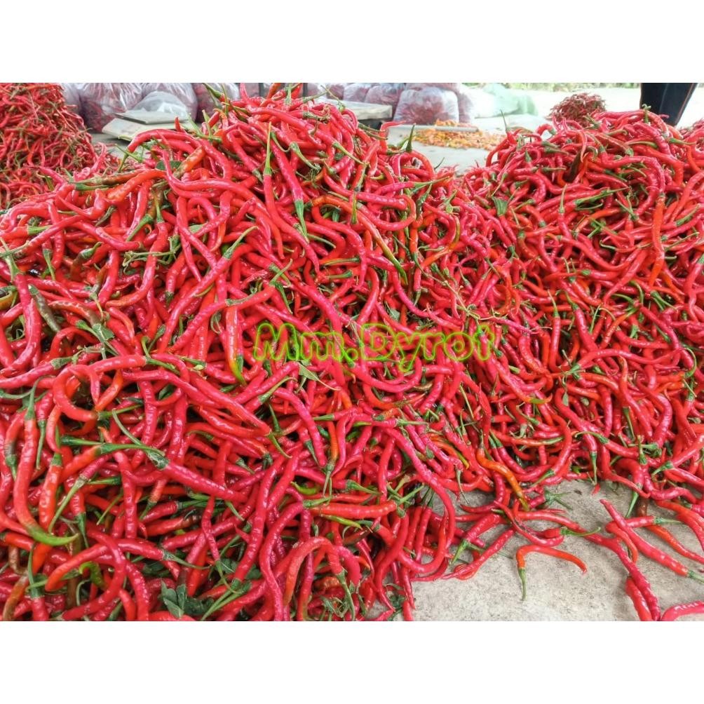 

Terpercaya [ Jatim Saja ] Cabe Merah Keriting 1Kg / Cabe Keriting Merah 1Kilo / Cabai Keriting 1Kg Fresh Segar Panen Langsung Dari Petani