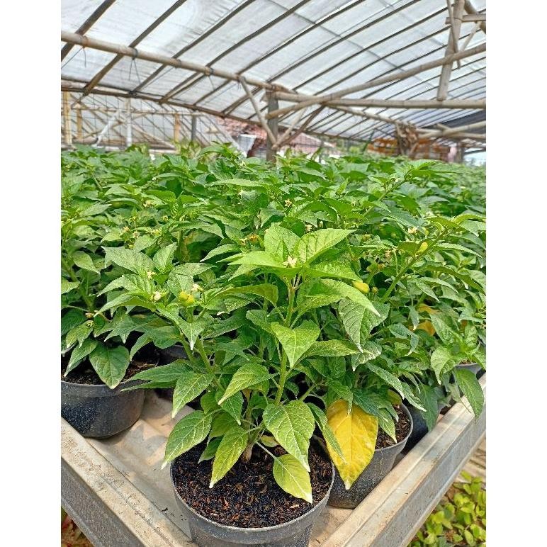 

Trending Tanaman Cabe Paprika - Cabai Gendot - Lombok Terpedas Di Dunia