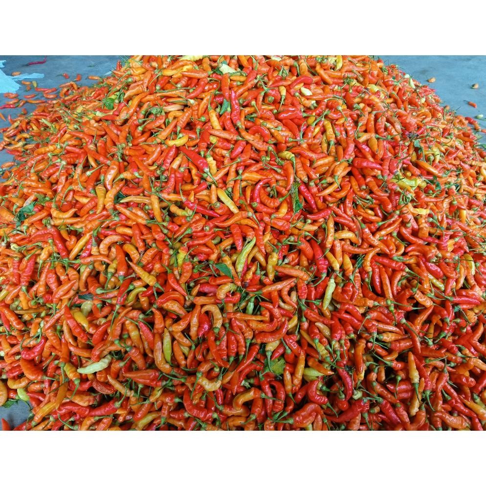 

Sempurna Cabe Rawit Merah 1Kg / Cabai Rawit Merah 1 Kg / Lombok Rawit Merah Fresh 1 Kg Cabe Rawit Setan Packing Kardus