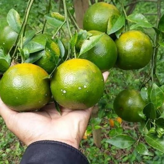 

TERMURAH BIBIT JERUK SIAM MADU | TANAMAN BUAH SIEM MADU MANIS CEPAT BERBUAH