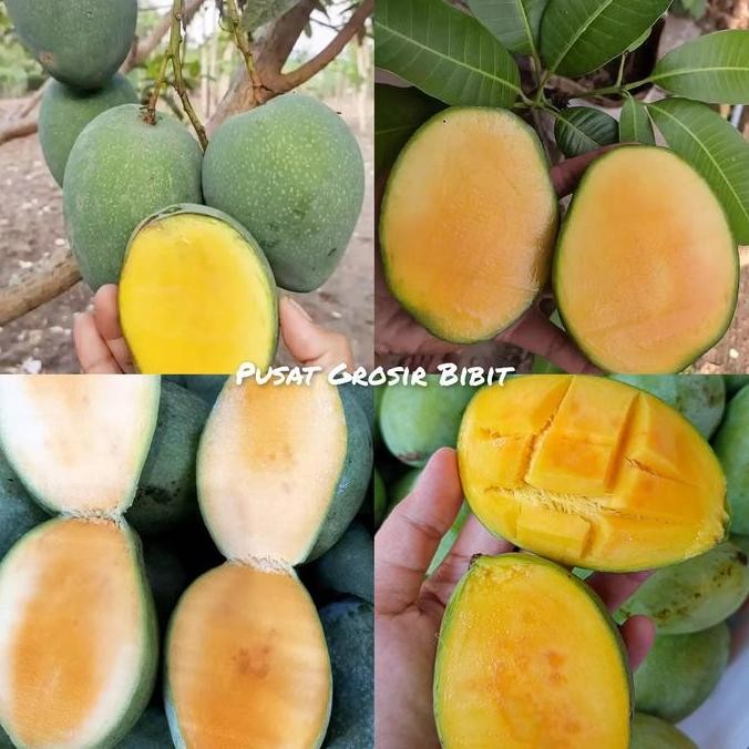 

TERMURAH BIBIT MANGGA MADU CEPAT BERBUAH BUAH MANIS BERKUALITAS
