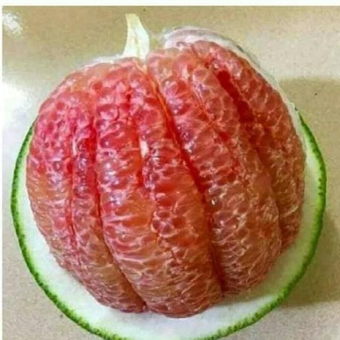 

TERMURAH BIBIT JERUK BALI PAMELO MADU UNGGUL SIAP TANAM BUAH BESAR MANIS