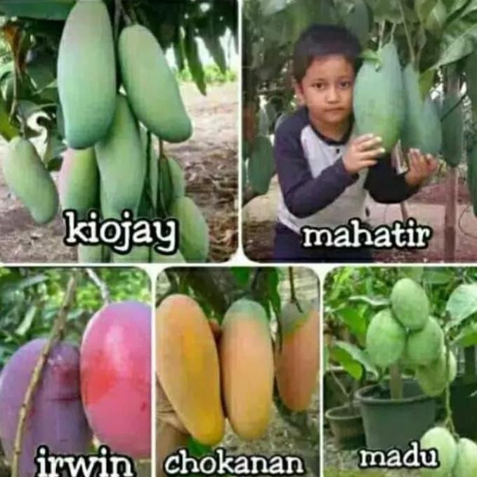 

TERMURAH PAKET BIBIT MANGGA 5 JENIS PREMIUM: IRWIN KIOJAY MAHATIR MADU CHOKANAN