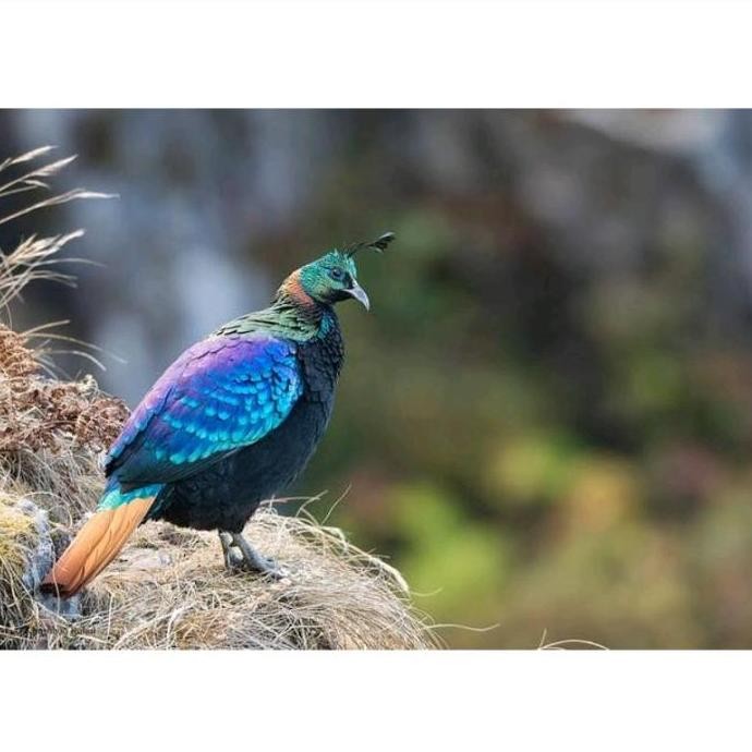 

TELUR AYAM HIAS IMPEYAN PHEASANT SIAP TETAS