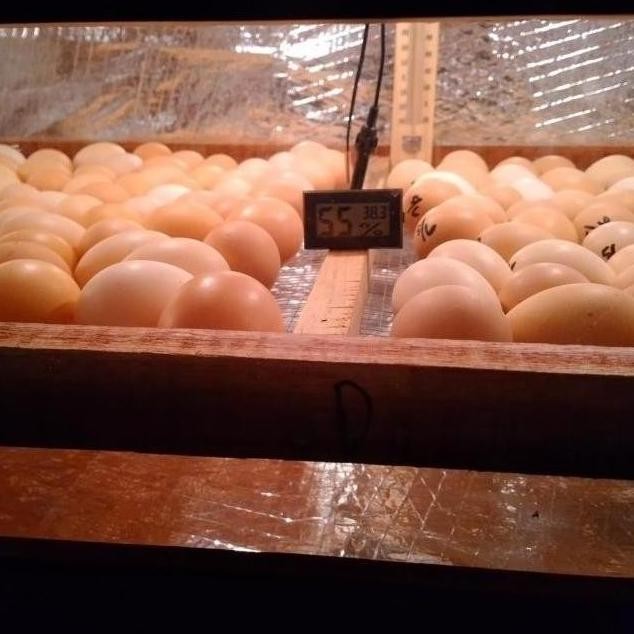 

TELUR TETAS / TELUR FERTIL AYAM KUB