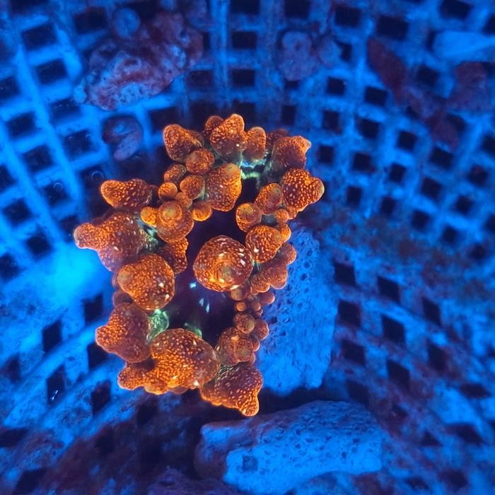 anemon jagung merah s rumah nemon