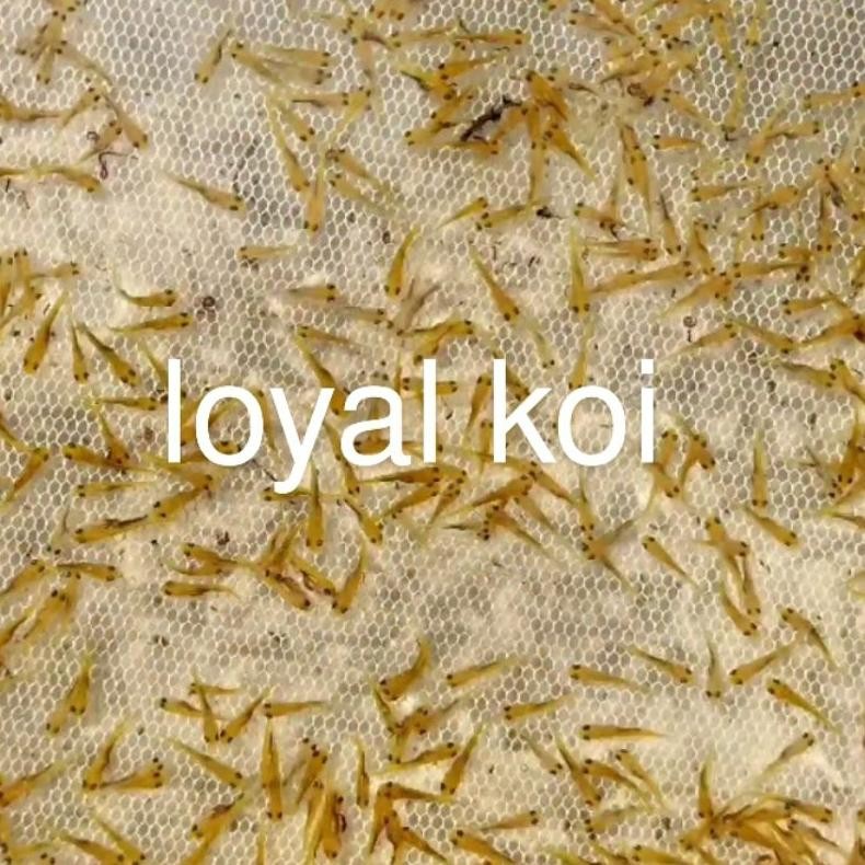 pakan/bibit ikan koi Blitar paket 110 ekor.LARVA DiM