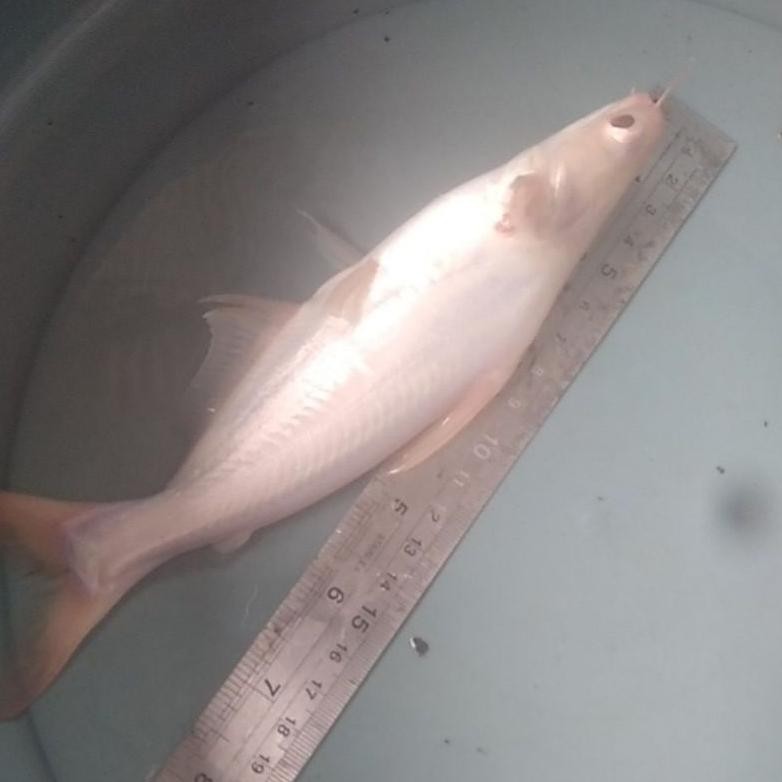 bibit ikan patin albino size181920cm DiM