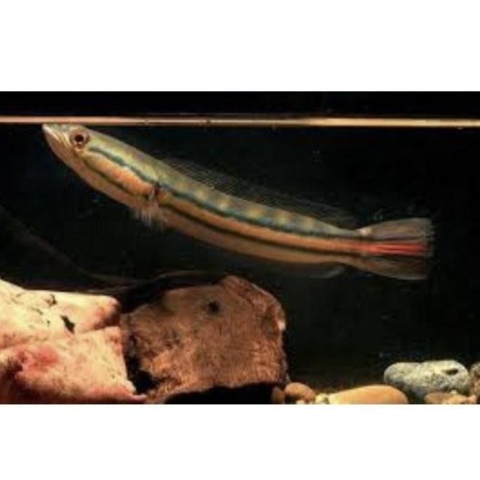 new  toman 20cm gabus