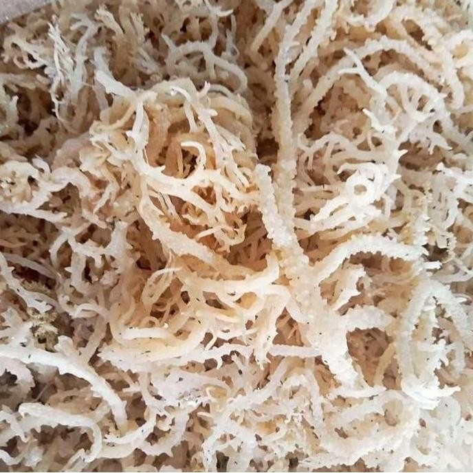 

Rumput Laut Kering Dari Kalimantan Kualitas Terbaik Harga Termurah