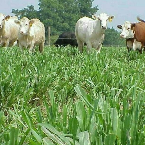 Benih Biji Rumput Pakan Ternak 1Kg/Rumput Pakan Sapi/Kambing