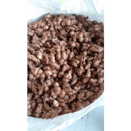 

Kencur Segar 1kg KENCUR/CIKUR Ciamis Wangi Pedas Enak Cocok Buat Bumbu Makanan Terutama Seblak Nugi