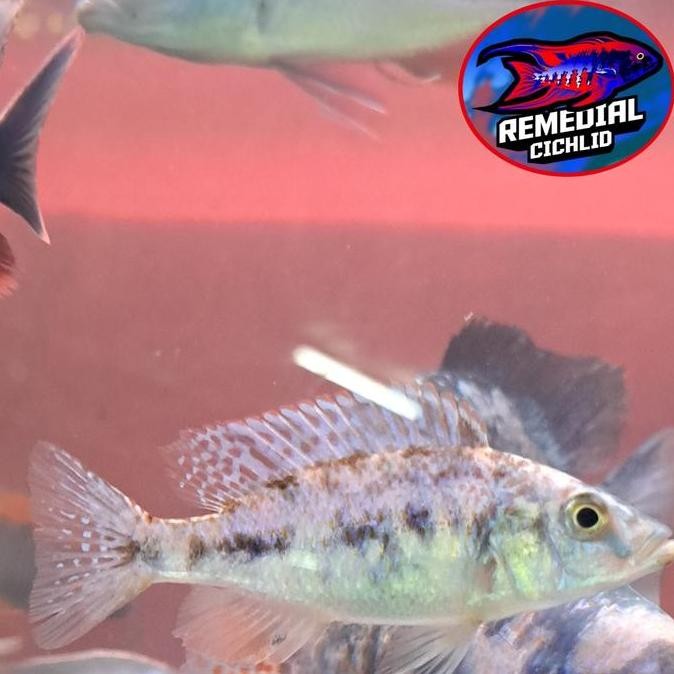 Dimidiochromis Compressiceps OB / Jendral OB - African Cichlid