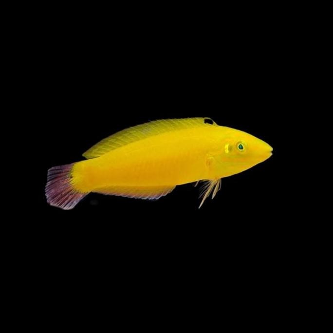 Ikan Hias Air Laut Keling Kuning BEST QUALITY