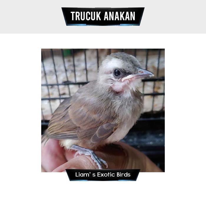 Burung Trucuk Jatim Body Big Lolohan Mandiri
