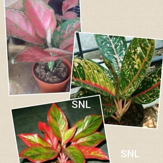 

PAKET HEMAT/JENIS AGLONEMA,LIPSTIK, KARMEN,LADY ROSE/TANAMAN HIAS MURA