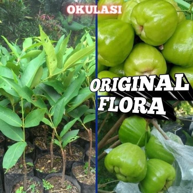 Bibit Jambu Air Kiojok Tanaman Jambu Pohon Jambu Kiojok Manis