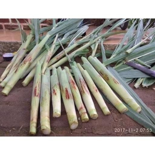 

!! PROMO 1kg Turubuk atau Telur Tebu COD Nugi