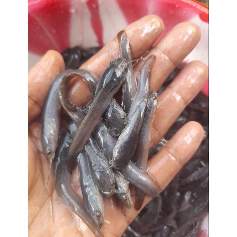 

1 paket lele sangkuraing uk 5 6 cm isi 200 +1 kg pelet Nugi