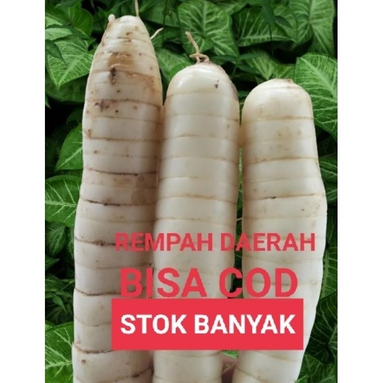 

Umbi garut segar super 1 kg (BISA COD) Nugi