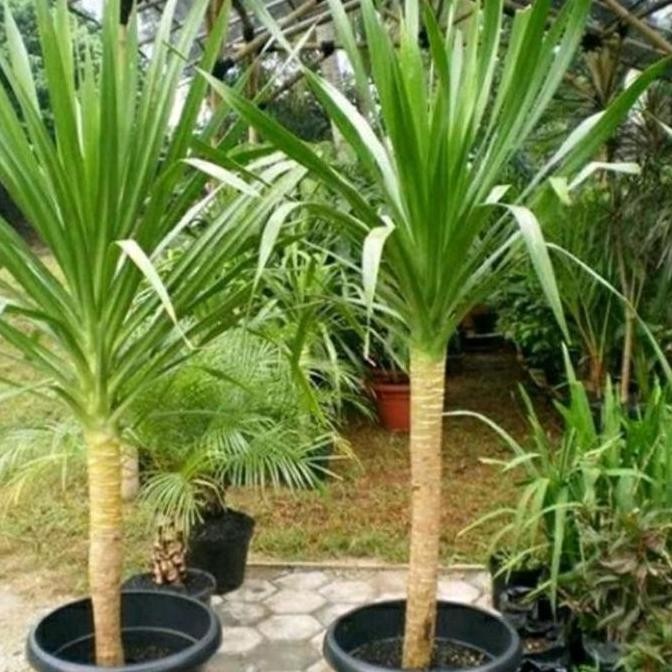 Pandan Bali 1Meter / 80Cm