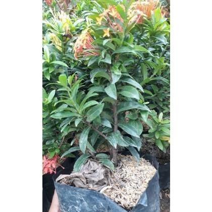 Terlaris Bibit Asoka Merah,Pink,Putih,Orange,India daun mikro