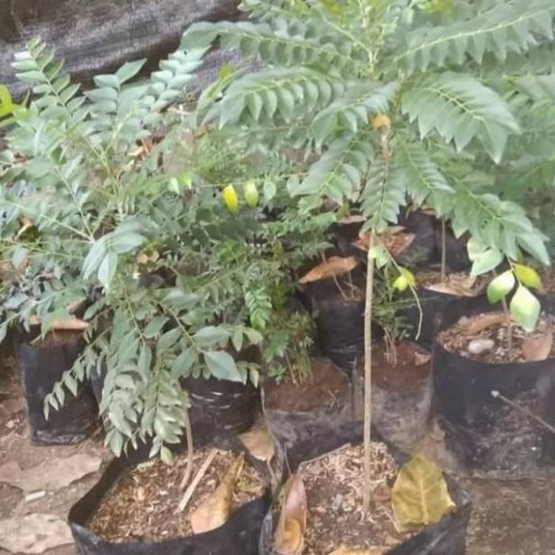 Terlaris Pohon Salam Koja / Pohon Daun Kari - Bibit Pohon Salam Koja