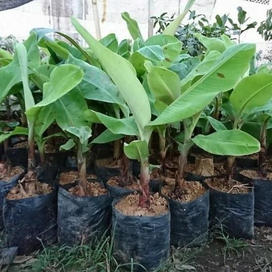 Bibit buah Pisang Kepok - Kultur jaringan MMZ